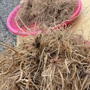 노지 우슬뿌리 (햇볕건조) 500g 이미지