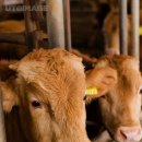 한우나라 이미지