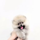 우리퍼피 이미지