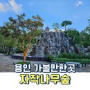 자작나무 | 용인 처인구 가볼만한곳 아이랑 자작나무숲 솔직후기