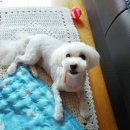 (단기)반려동물 펫시터(자격증) 이미지