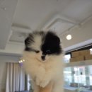 창원강아지분양 헬스독 애견입양 말티푸들포메라니안미니비숑 이미지