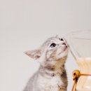 다이어트 PT 헬스 이미지