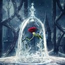 미녀와야수 이미지