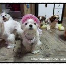 꽁쭈 이미지