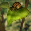 snail