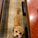 놀다가개 이미지