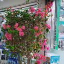 동서당약국 이미지