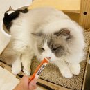 스핑크스의 숲 이미지