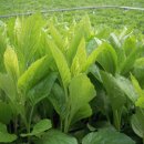 부지깽이 이미지