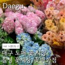 꽃안애 | 대구 칠성동 꽃시장, 꽃 백화점 방문 후기