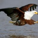 아프리카 물수리(African fish eagle) 이미지