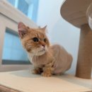 숲냥숲냥 이미지