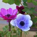 아네모네 이미지