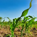 공공용 35 이미지