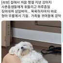 셀프 강아지 목욕탕 이미지