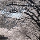 (주) 인앤아웃충주점(충주휴게소) | [서울 근교 충주 당일치기] 4월 5일, 충주댐 벚꽃길 개화상황 / 충주호 크루즈(충주나루 유람선) 후기