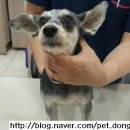선종펫 네이버블로그