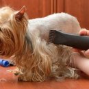 미용하는 강아지 이미지