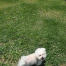 오렌지애견 - 용산구 이촌로 101 | [광주 애견 운동장 카페] 광산구 오렌지카페 후기