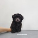 루이앤독 이미지