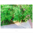 편한대로 이미지