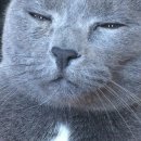 태리로제떡볶이 이미지