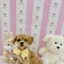 아멍띠에 이미지