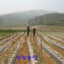 성림농장2 이미지