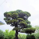 가락오봉산 | 부산 가락동 행정복지센터 비석과 향나무