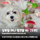 싱포밀