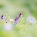 꽃밭에서 이미지