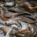 성균관추어탕 이미지