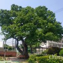 느티나무 이미지