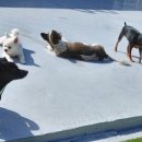 애견훈련소 보담 이미지