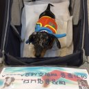 부천핫독 이미지