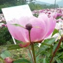 Paeonia lactiflora (작약꽃) 141585 박요한 이미지