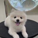 라운지 도그 이미지