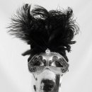 GOOD LIFE DOG 이미지