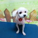 코코애견클럽 이미지