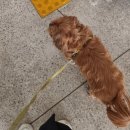 쁘니애견 이미지