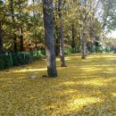 기산카 | 파주 기산캠프 직접 확인한 도착순 사이트 구성