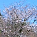 ♠ 내장산 봄꽃 나들이 ~~~~~ (내장사 풍경소리, 용굴, 기름바위) 이미지