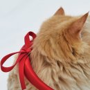 나만 없어 고양이 이미지