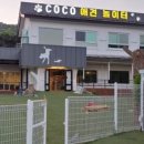 코코애견 이미지