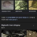 오사카 가이유칸(해유관) 당일예약 방문 후기, 오사카패스 할인 구매