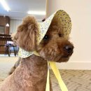 멍멍플라워 이미지