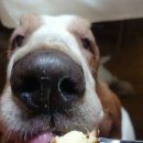 빵먹는 강아지 이미지