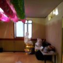 천운목장 Daum카페