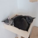 개냥아치 이미지